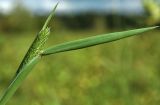 Phleum pratense