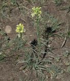 Erysimum flavum
