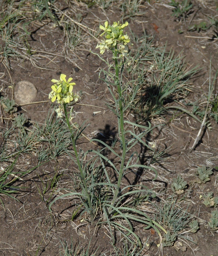 Изображение особи Erysimum flavum.