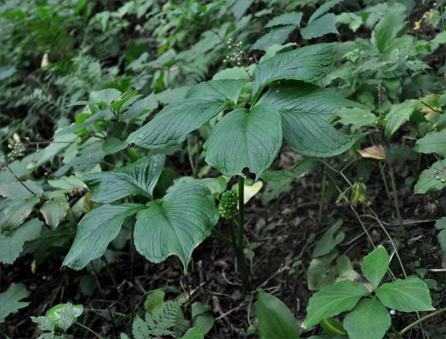 Image of Arisaema robustum specimen.