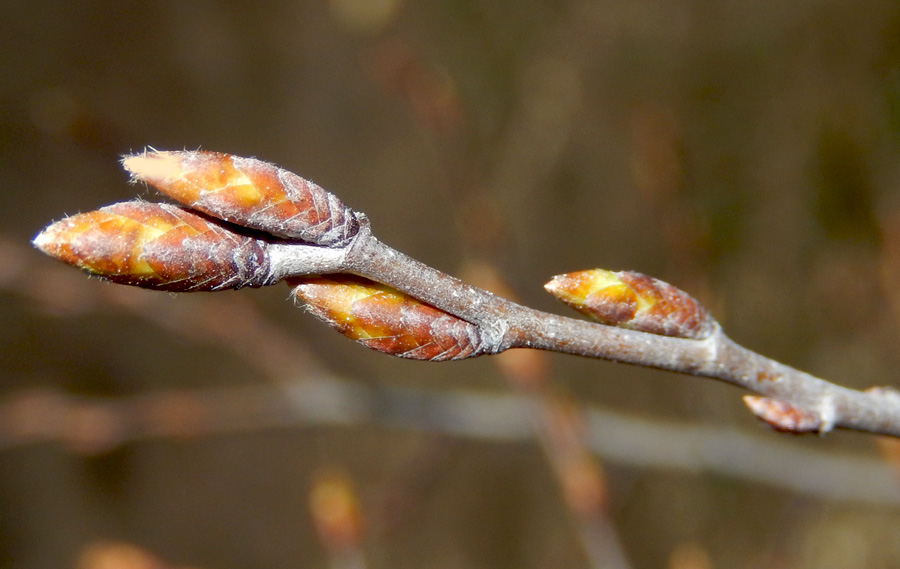 Image of Carpinus orientalis specimen.