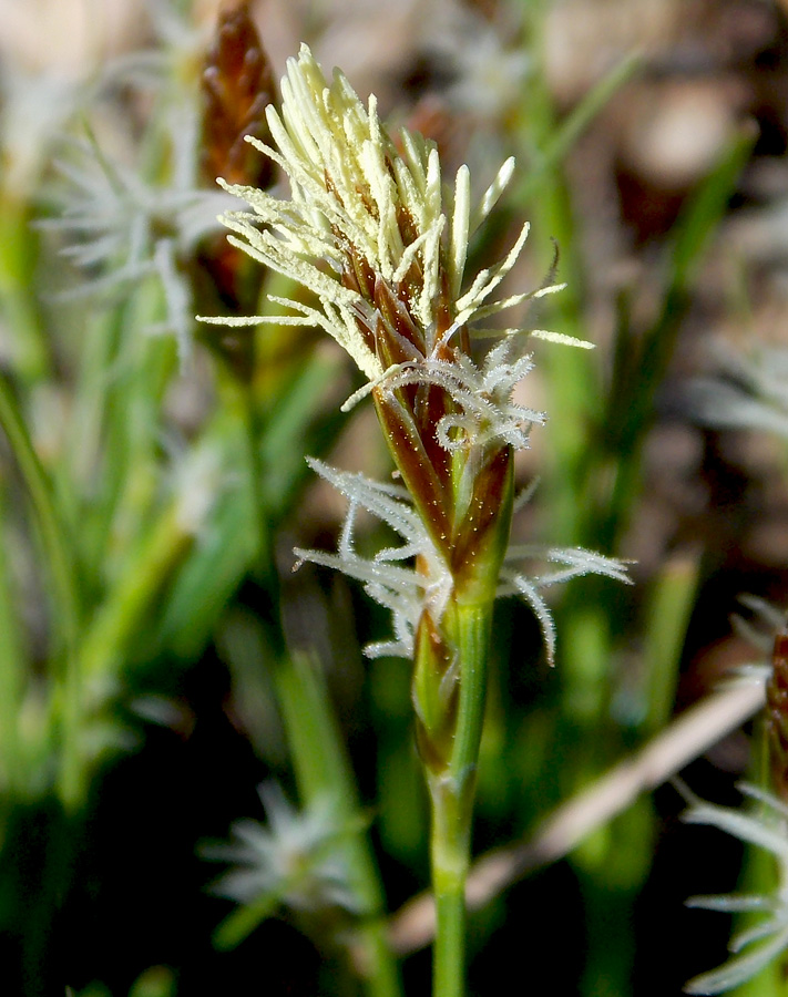 Изображение особи Carex halleriana.