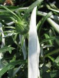 Gazania rigens