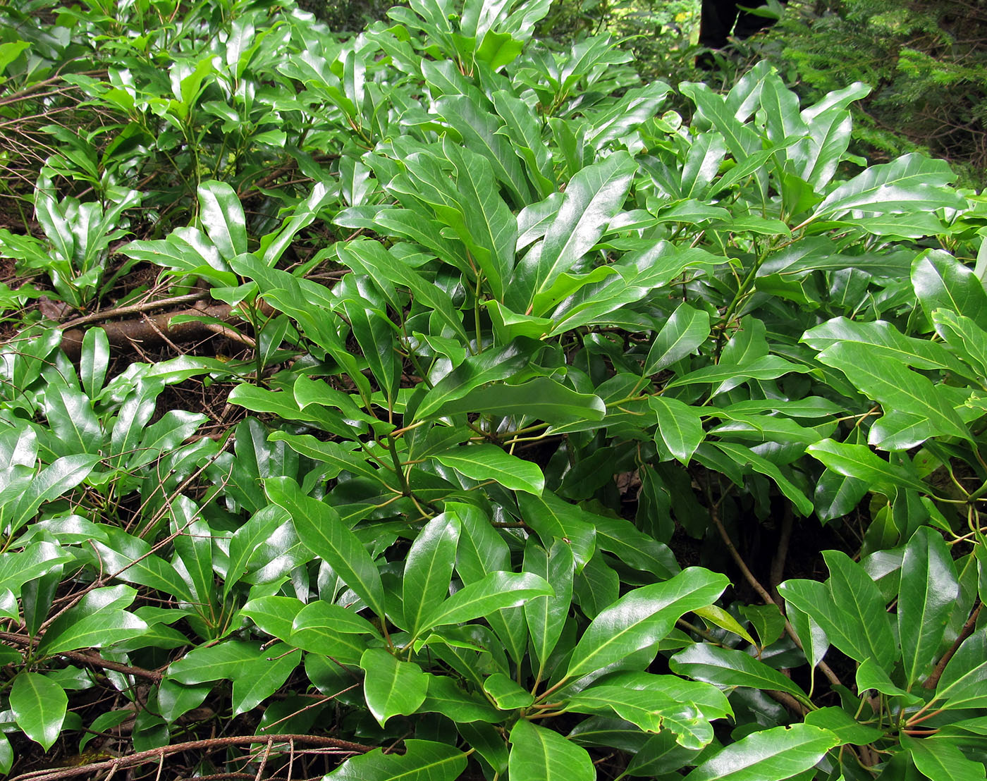 Image of Daphniphyllum humile specimen.