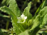 Nonea lutea