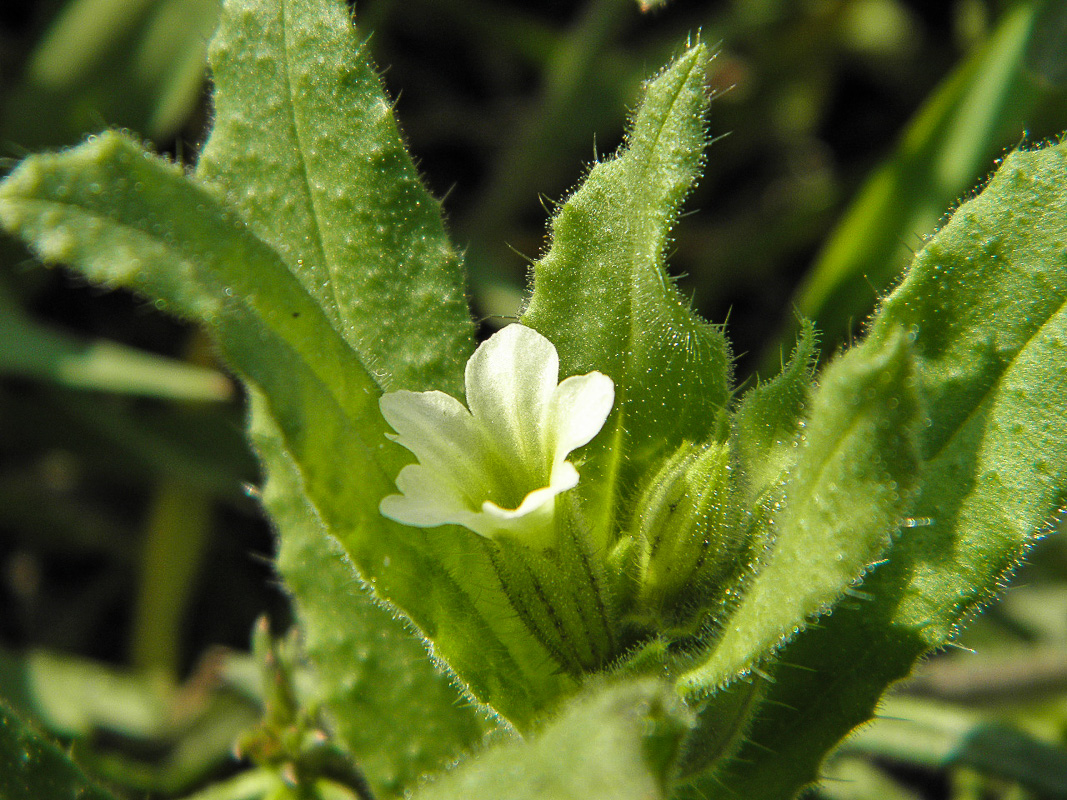 Image of Nonea lutea specimen.