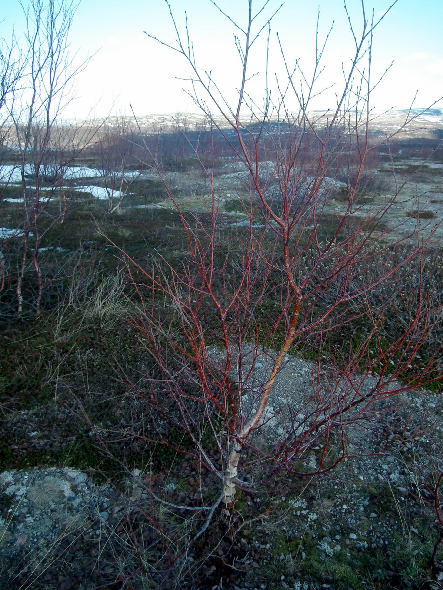 Image of genus Betula specimen.