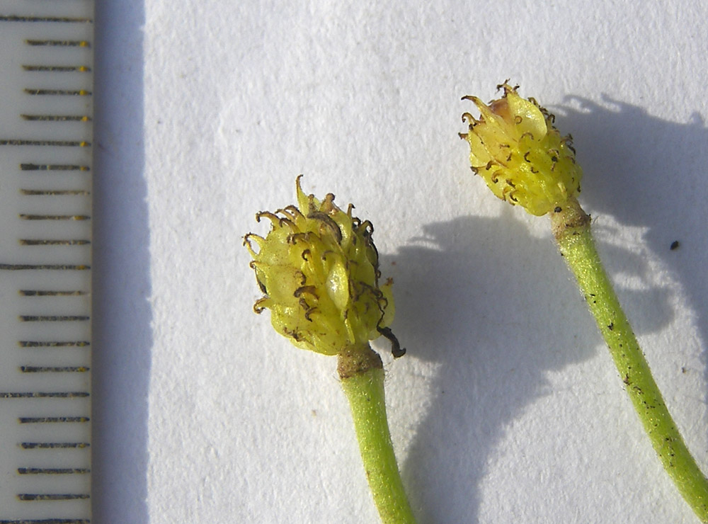 Изображение особи Ranunculus pedatus.