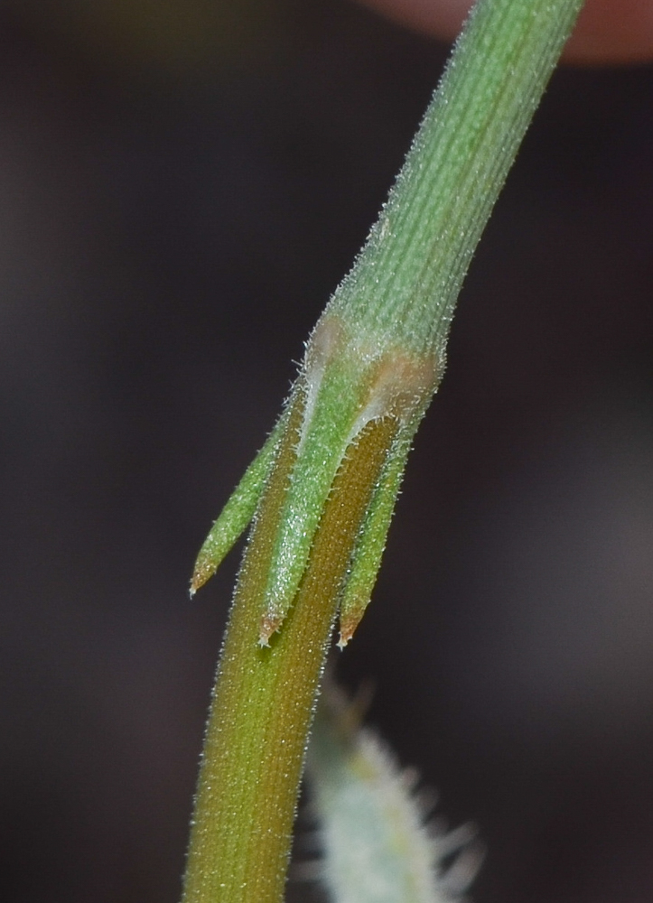 Image of Ephedra foliata specimen.