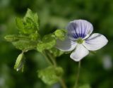 Veronica filiformis