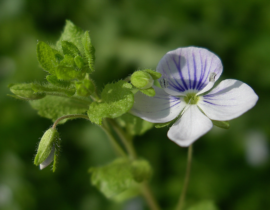 Изображение особи Veronica filiformis.