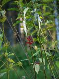 Solanum dulcamara. Верхушка плодоносящего растения. Санкт-Петербург, Пискарёвский парк. 16.09.2009.