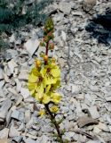 Verbascum spectabile