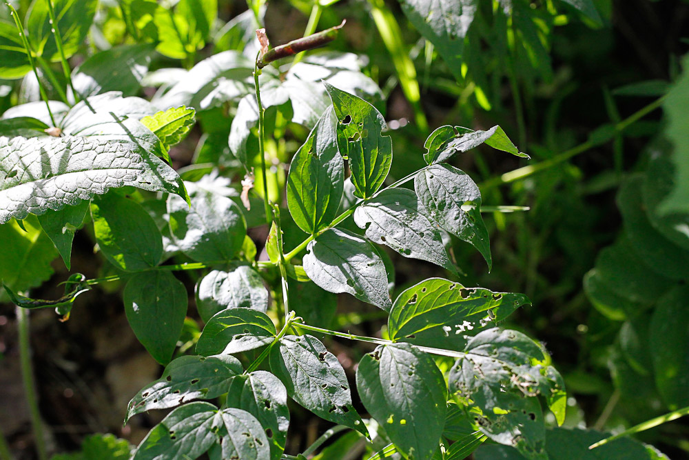 Image of Lathyrus vernus specimen.