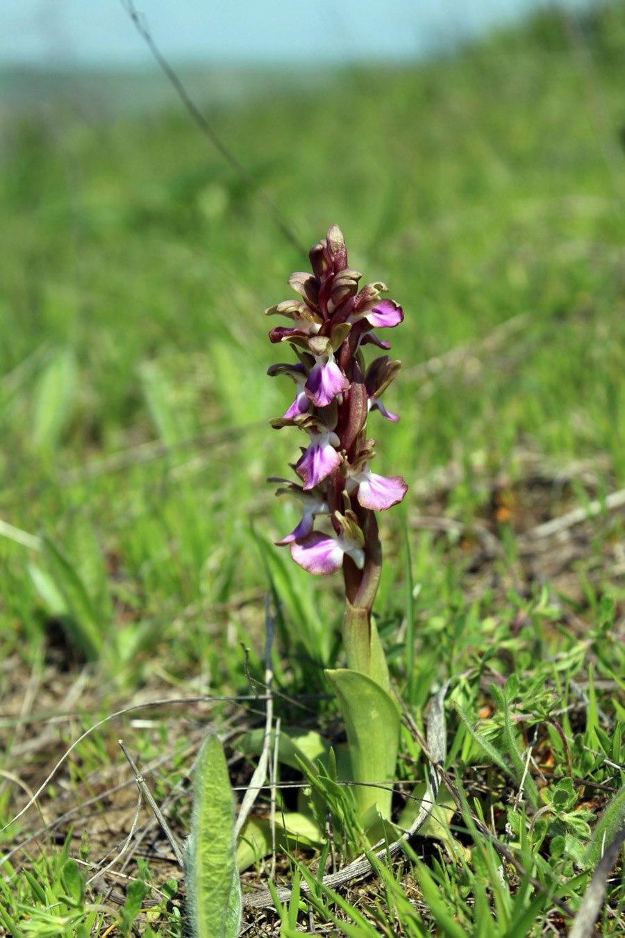 Изображение особи Anacamptis collina ssp. fedtschenkoi.