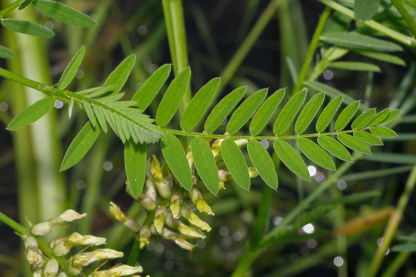 Изображение особи Astragalus cicer.