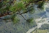 Pinus sylvestris. Ветви. Республика Адыгея, Майкопский р-н, ок. 1 км севернее пос. Хамышки, юго-восточный склон горы Монах, выс. ок. 1000 м н.у.м., на краю скалы. 20.08.2016.