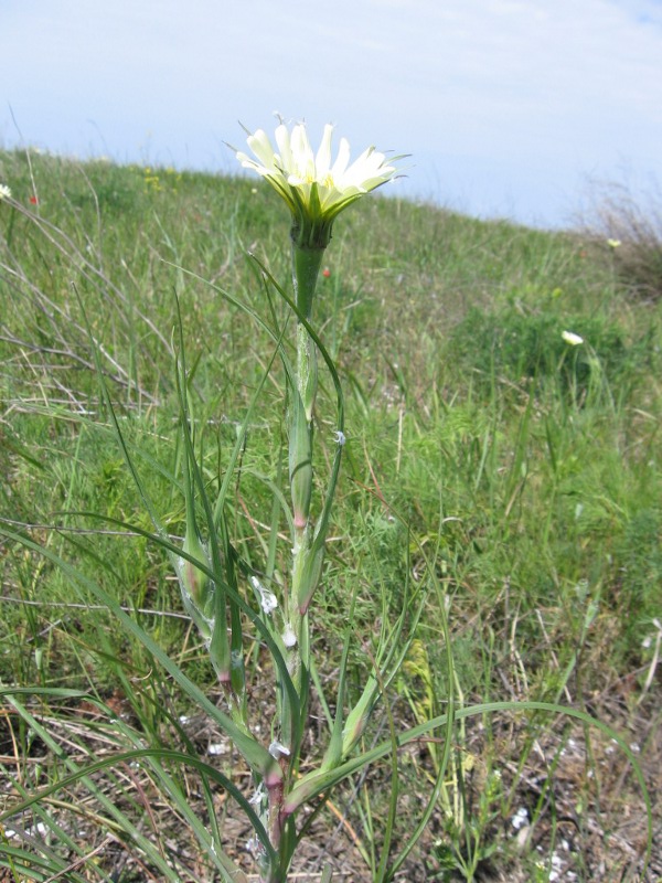 Изображение особи Tragopogon dubius ssp. desertorum.