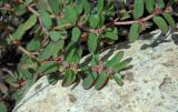 Euphorbia maculata