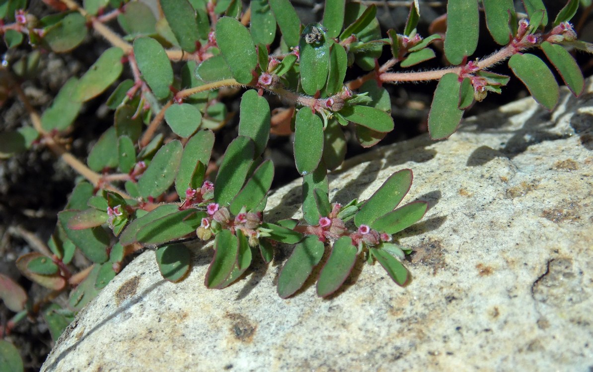 Изображение особи Euphorbia maculata.