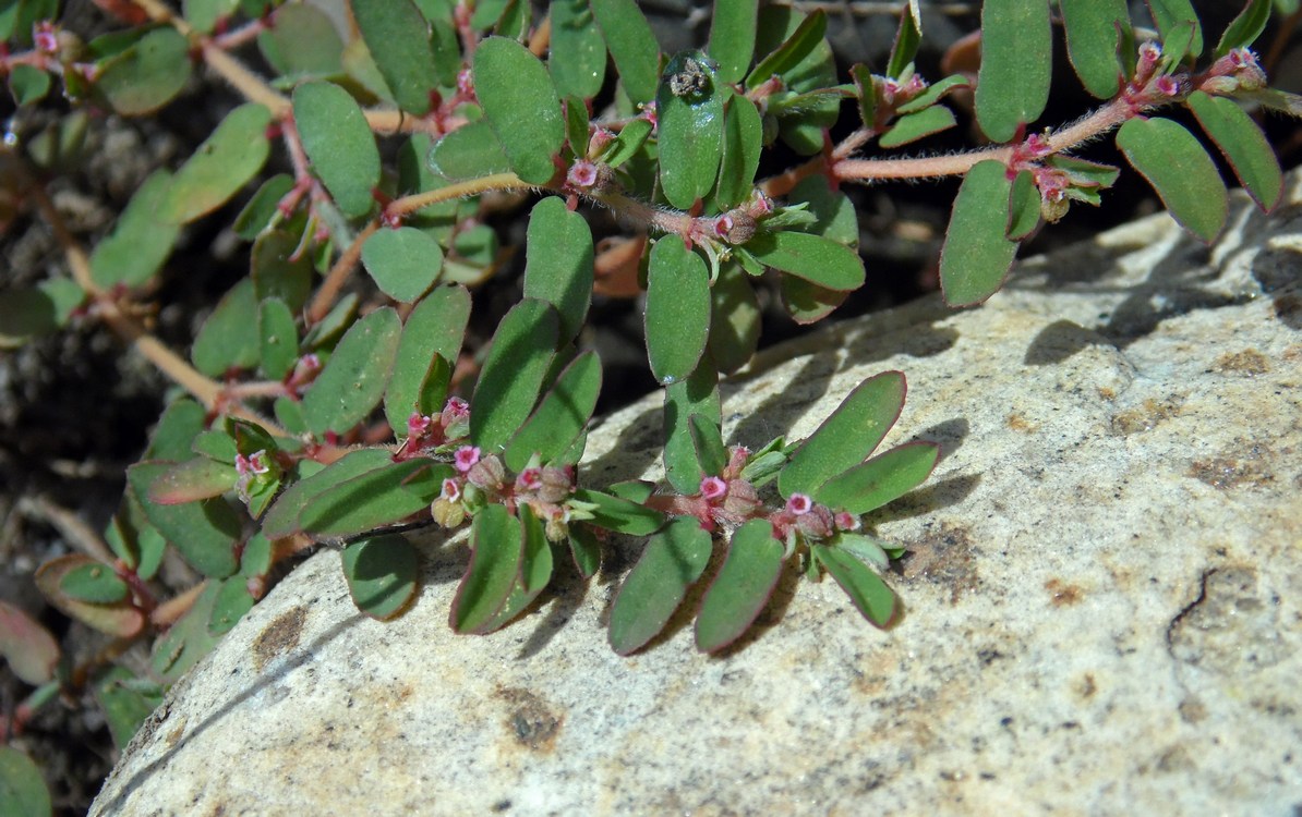 Image of Euphorbia maculata specimen.