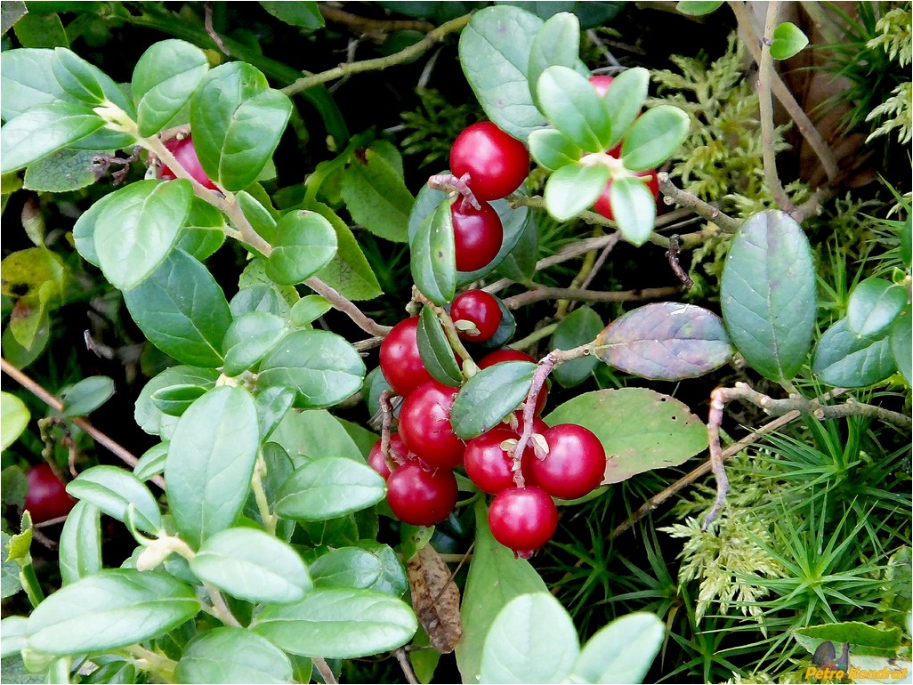 Image of Vaccinium vitis-idaea specimen.