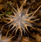 Trifolium stellatum