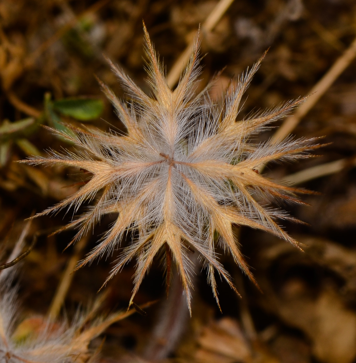 Image of Trifolium stellatum specimen.