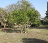 Sophora secundiflora