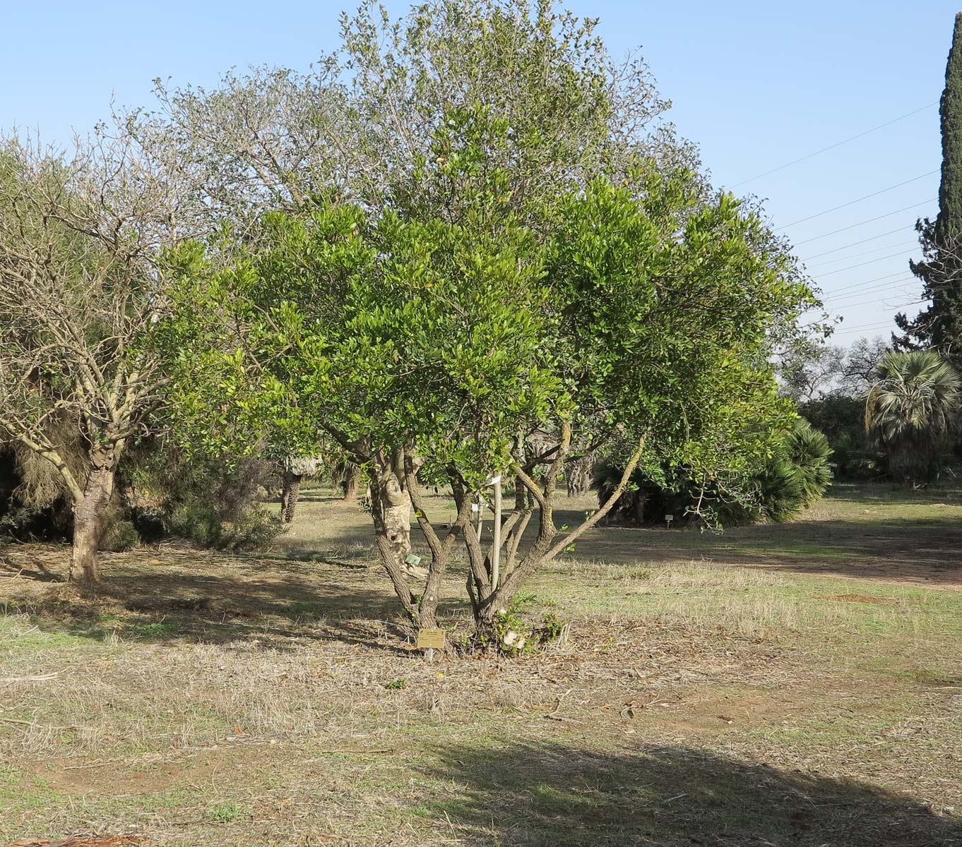 Image of Sophora secundiflora specimen.
