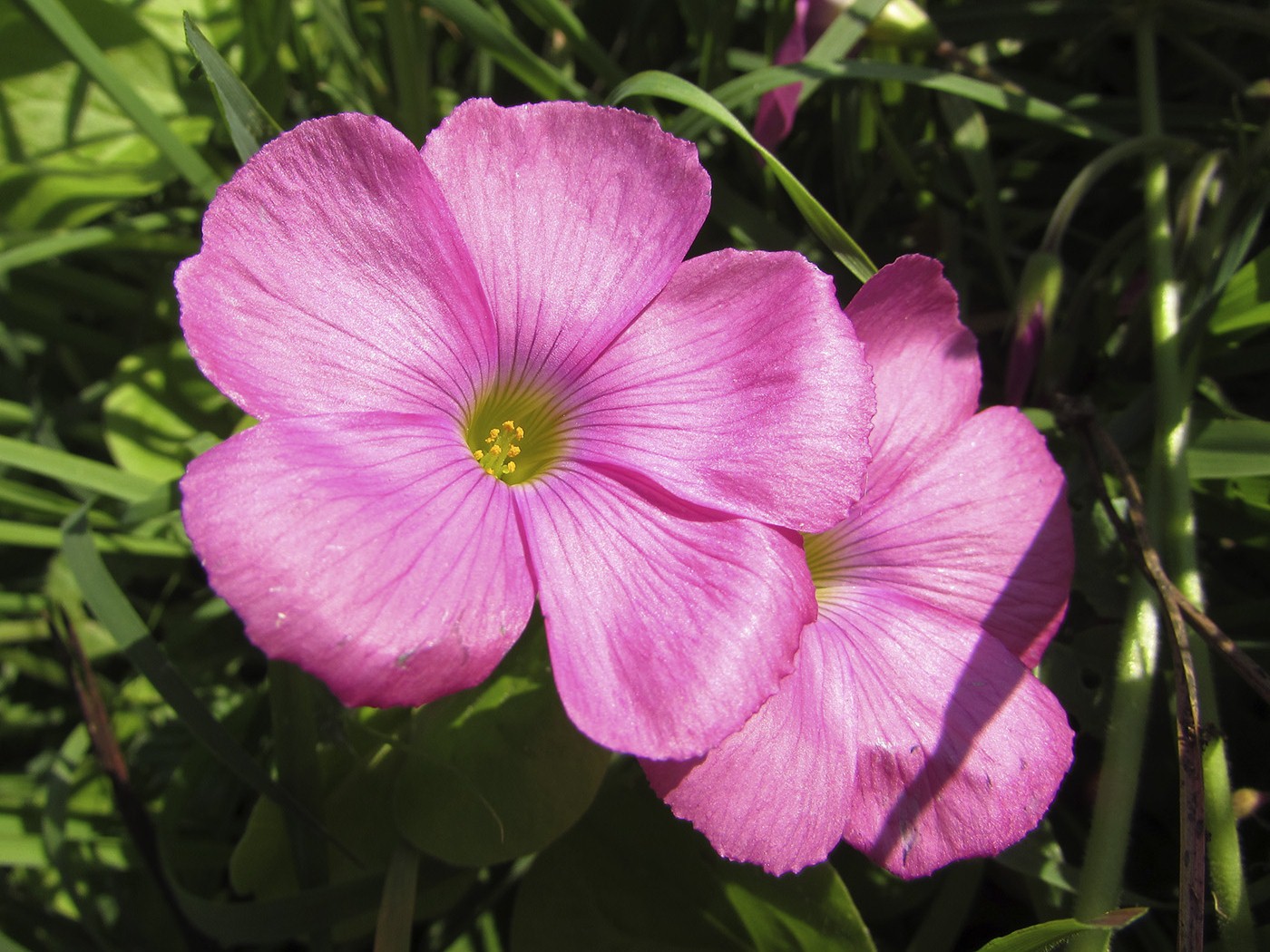 Image of Oxalis bowiei specimen.