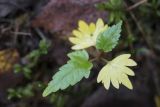 Tilia cordata