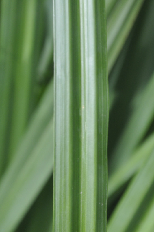 Изображение особи род Carex.