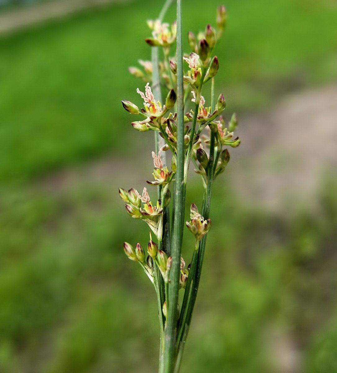 Изображение особи Juncus gracillimus.