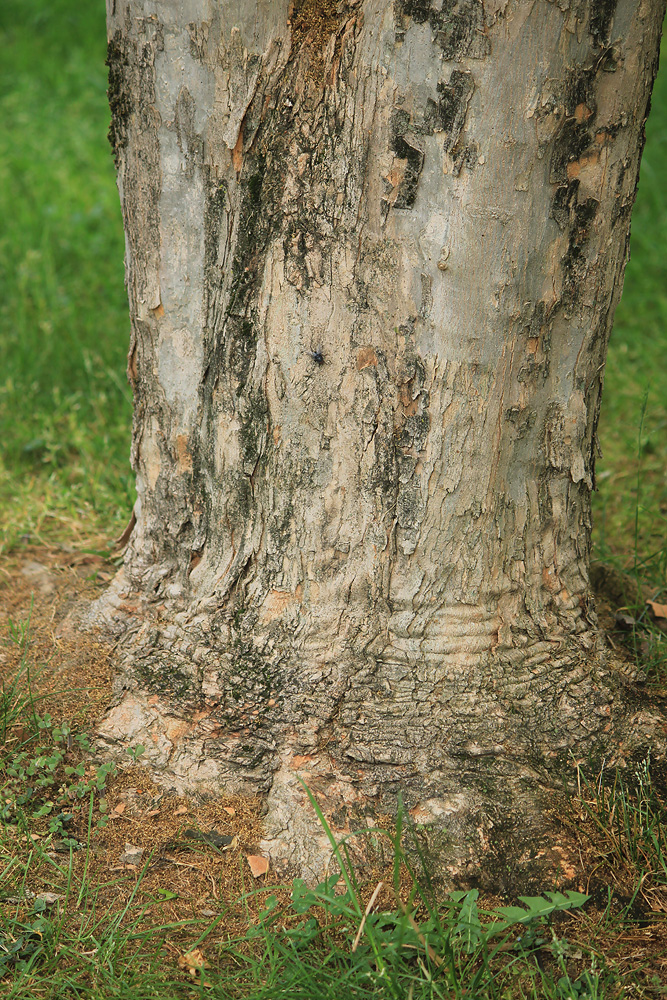 Image of Acer buergerianum specimen.