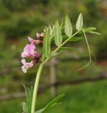 Vicia sepium