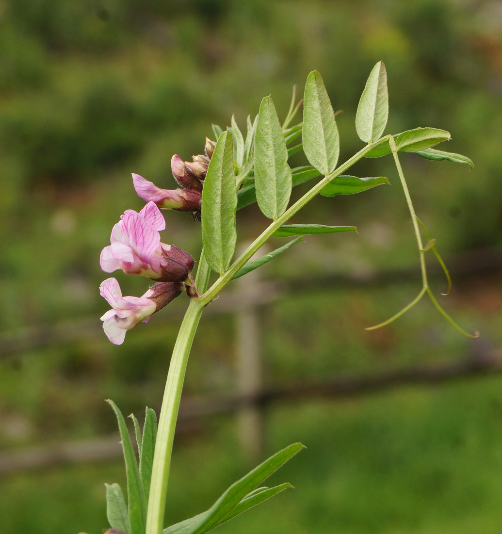 Изображение особи Vicia sepium.