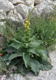 Verbascum densiflorum. Цветущее растение. Крым, Бахчисарайский р-н, Качинский каньон, скалы Качи-Кальон, у подножия скалы. 08.06.2016.