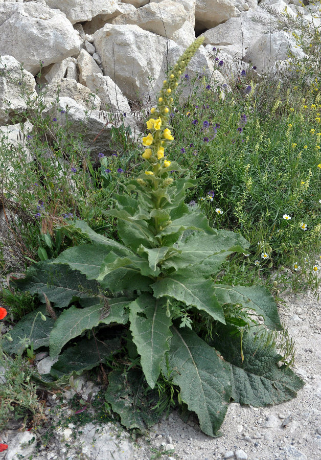 Изображение особи Verbascum densiflorum.