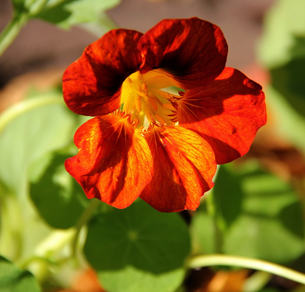 Изображение особи Tropaeolum majus.