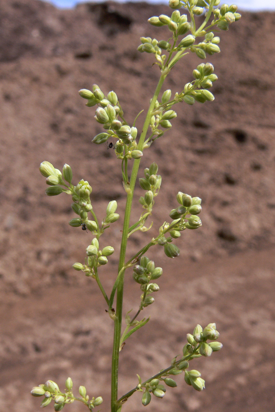 Image of Thalictrum amurense specimen.