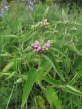 Phlomis taurica. Верхушка цветущего растения. Краснодарский край, м/о Геленджик, хр. Маркотх, горный луг. 11.06.2016.