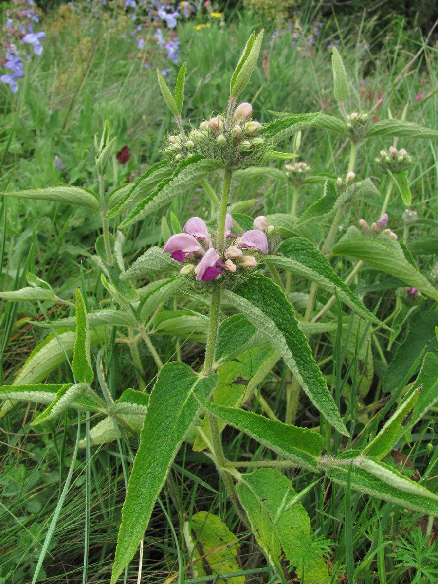 Image of Phlomis taurica specimen.