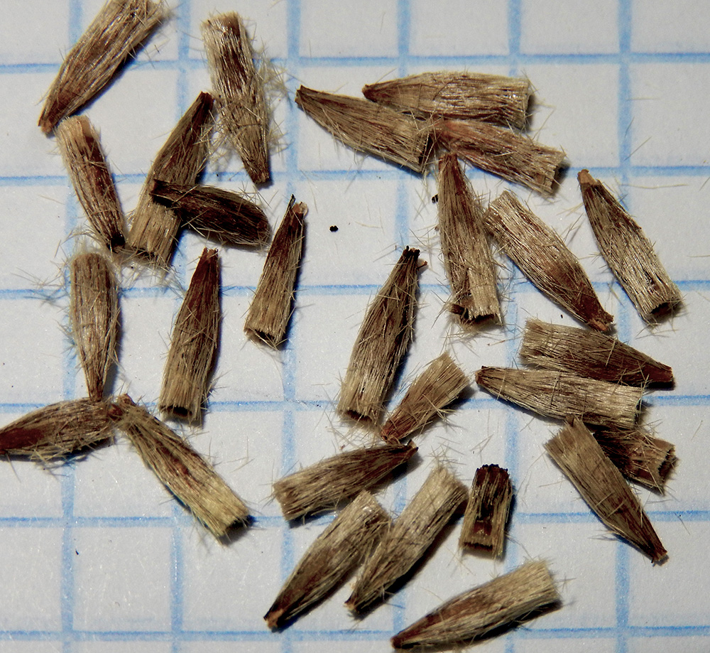 Image of Echinops sphaerocephalus specimen.
