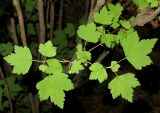 Ribes alpinum