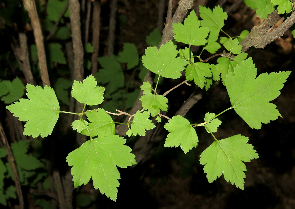 Изображение особи Ribes alpinum.