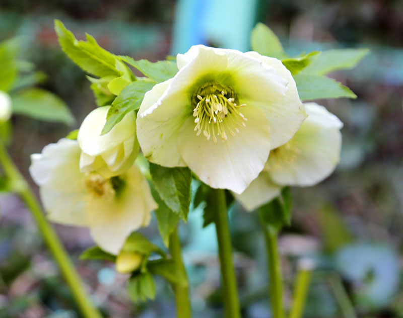 Изображение особи Helleborus caucasicus.