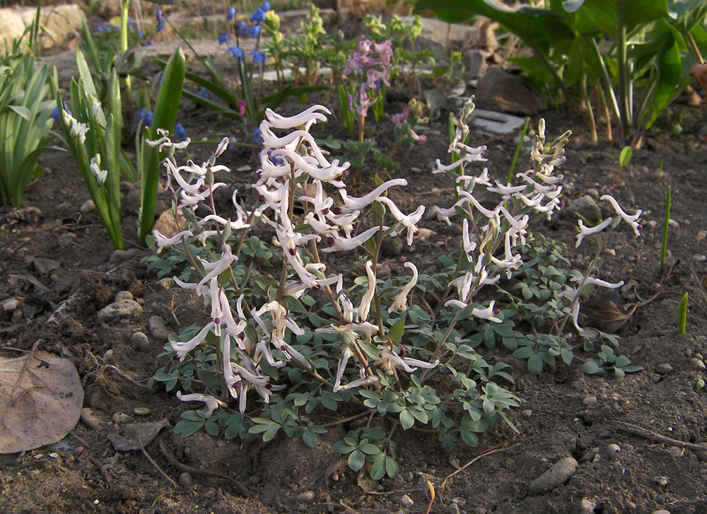 Image of Corydalis ruksansii specimen.