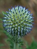 Echinops karatavicus