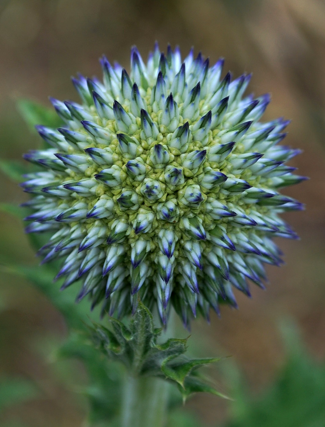 Изображение особи Echinops karatavicus.